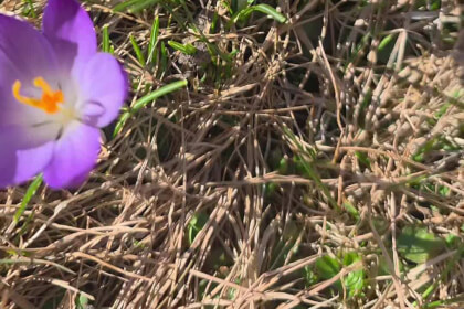 Frühlingserwachen mit Hummel in Spital am Semmering
