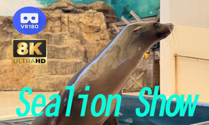 Sealion Show  鳥羽水族館　アシカショー