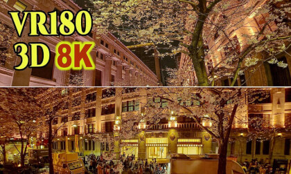 'SAKURA FES NIHONBASHI 2026' Cherry blossom trees-lined street in the heart of Tokyo , JAPAN