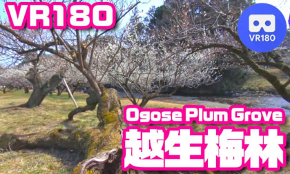 [VR180] Ogose Plum Grove, JAPAN - 越生梅林 2026