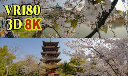 The Somei Yoshino cherry blossoms are in full bloom at UENO Park in Tokyo , JAPAN