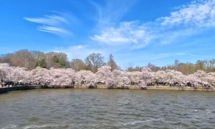 National Cherry Blossoms Festival  Washington DC  March 29th 2026