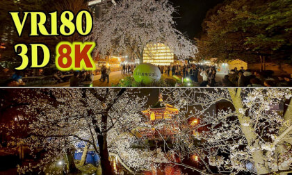 Cherry blossoms at night in Ueno Park, bustling with cherry blossom viewers in Tokyo , JAPAN