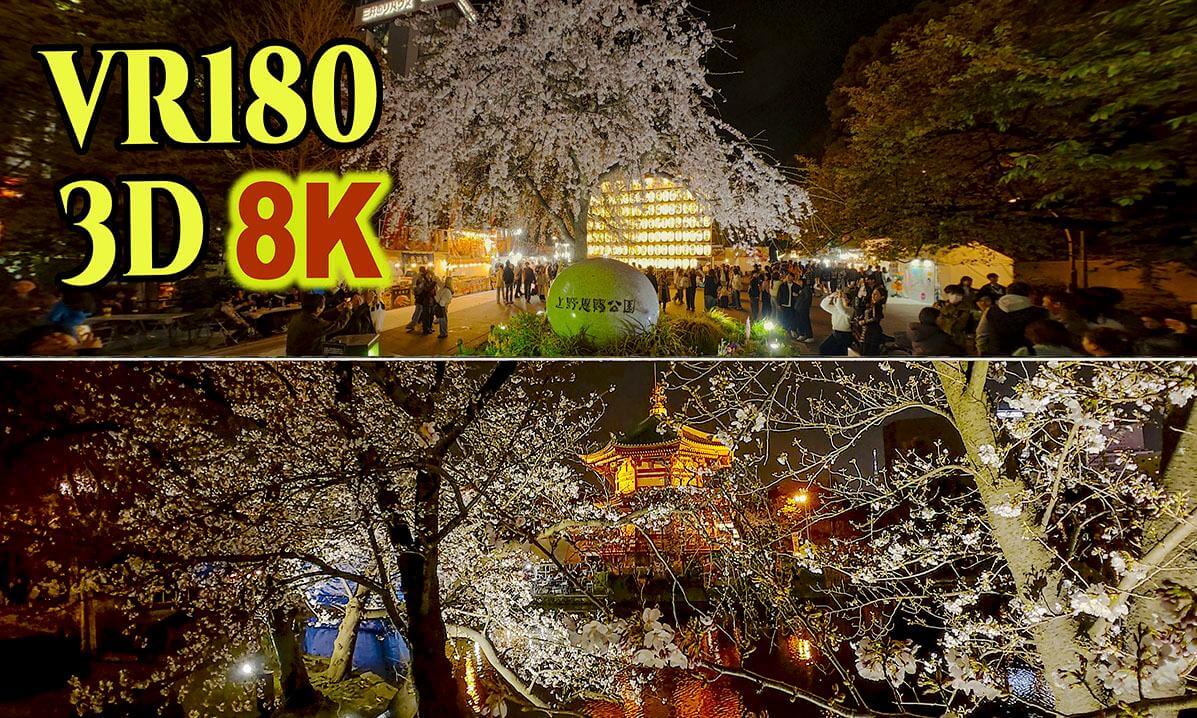Cherry blossoms at night in Ueno Park, bustling with cherry blossom viewers in Tokyo , JAPAN