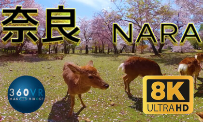Cherry blossoms & Deer at NARA -Travel JAPAN- 8K 360VR