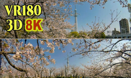 Tokyo Sumida Park is bustling with cherry blossom viewers in Tokyo , JAPAN