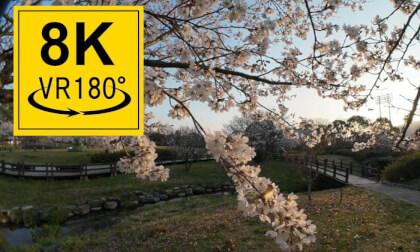 VR 8K 180°　3D sakura (cherry blossoms) in japan.　桜