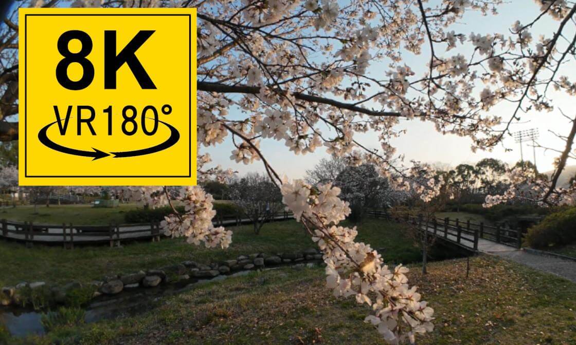 VR 8K 180° 3D sakura (cherry blossoms) in japan. 桜