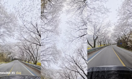 Hadong Simni Cherry Blossom Road #2