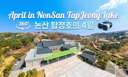Blooming April at NonSan TapJeong Lake 논산 탑정호의 꽃피는 4월