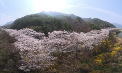 Simni (10-ri) Cherry Blossom Road
