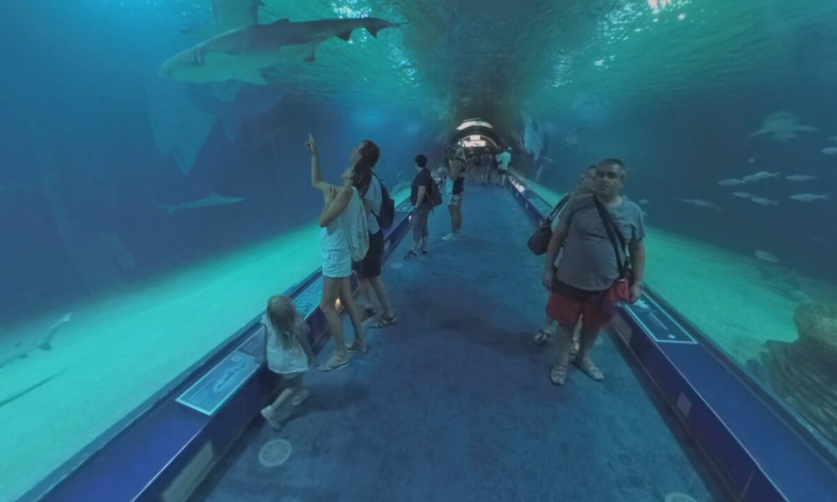 360 VR Visitors in Oceanografic park of Valencia