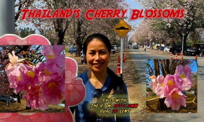 Thailand's Cherry Blossoms in 3D
