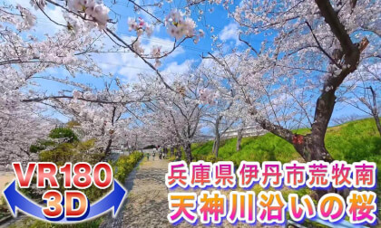 [VR180 3D] Cherry Blossoms in 2026!! Cherry Blossoms Along the Tenjin River in Aramaki Minami, Itami City, Hyogo Prefecture