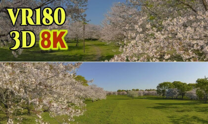 Tokyo Toneri Park , One thousand cherry trees in full bloom in Tokyo , JAPAN