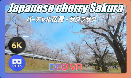 Virtual Cherry Blossom Viewing in Japan 🌸 バーチャル花見
