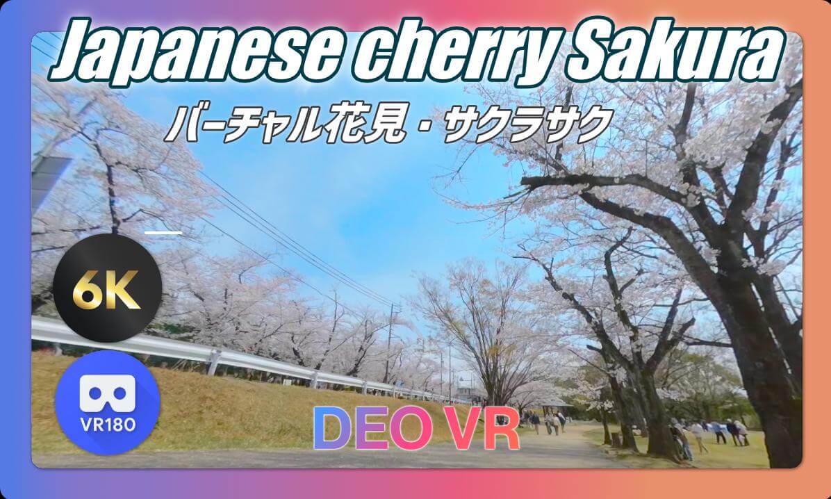 Virtual Cherry Blossom Viewing in Japan 🌸 バーチャル花見