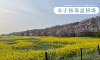 Refreshing Morning Walk at Gongendo Sakura Tsutsumi / Ambisonics and VR180