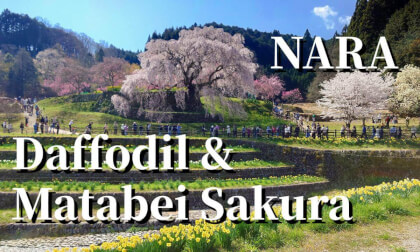 Nara: Daffodil & "Matabei Cherry Tree", JAPAN