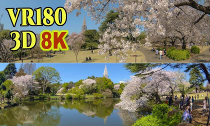Tokyo Shinjuku Gyoen Park is bustling with cherry blossom viewers in Tokyo , JAPAN