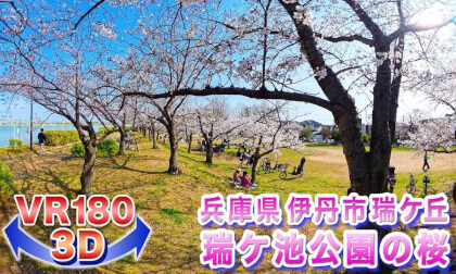 [VR180 3D] Cherry Blossoms of 2026!! Cherry Blossoms at Zugaike Park, Mizugaoka, Itami City, Hyogo Prefecture