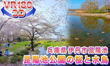 [VR180 3D] Cherry Blossoms of 2026!! Cherry Blossoms and Waterfowl at Koyaike Park, Itami City, Hyogo Prefecture
