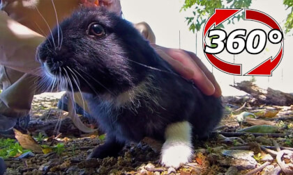 [360 Video] Black baby rabbit "Thank you for the carrot. I'll put up with it even if you touch it."