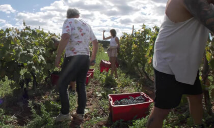 Harvesting Malvasia Grapes Near Rovinj Croatia with a Local Family