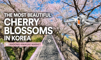 The most beautiful cherry blossoms in Korea, Hadong Hwagae Market 하동 화개장터 벚꽃