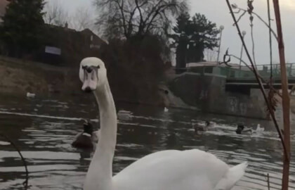 feeding-swans VR Video feeding-swans VR