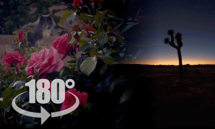 Antelope Valley Flowers & Desert Ambiance