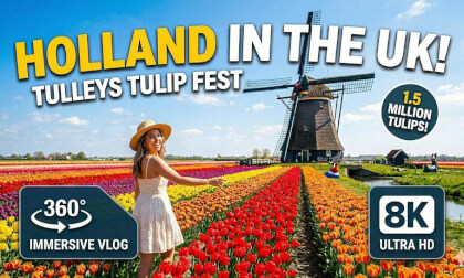 Slice of Holland in the UK! - Spring at Tulleys Tulip Fest 🌷-  360° VR Experience