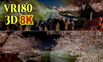 The cherry blossoms at Chidorigafuchi are in full bloom at night , in Tokyo , JAPAN