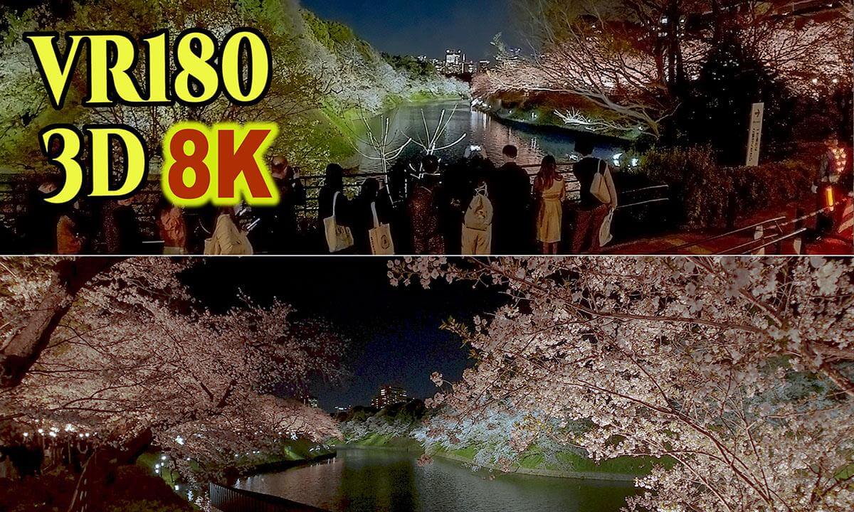 The cherry blossoms at Chidorigafuchi are in full bloom at night , in Tokyo , JAPAN