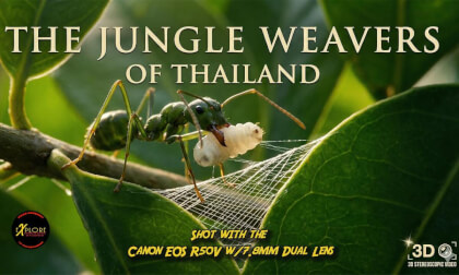 The Jungle Weavers of Thailand