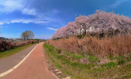 Cherry Blossom Road Riding