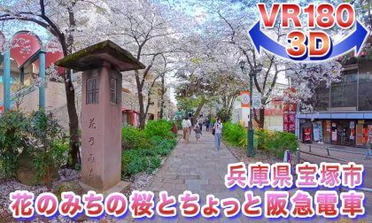 [VR180 3D] Cherry Blossoms of 2026!! Cherry Blossoms on Hana-no-michi (Flower Path) and a Glimpse of the Hankyu Railway in Takarazuka City, Hyogo Prefecture