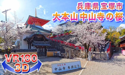 [VR180 3D] Cherry Blossoms of 2026!! Cherry Blossoms at Nakayama-dera Temple, Takarazuka City, Hyogo Prefecture