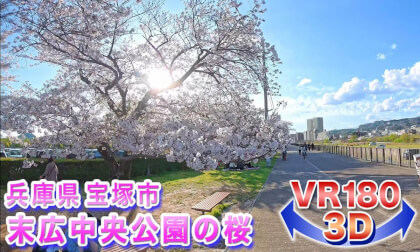 [VR180 3D] Cherry Blossoms of 2026!! Cherry Blossoms at Suehiro Central Park, Takarazuka City, Hyogo Prefecture