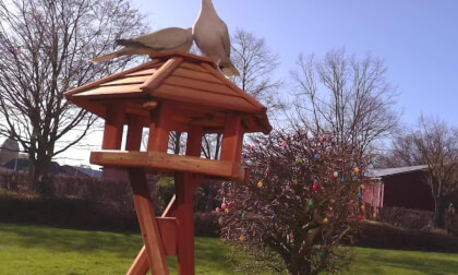 Birds Easter Meeting - Flat 3D