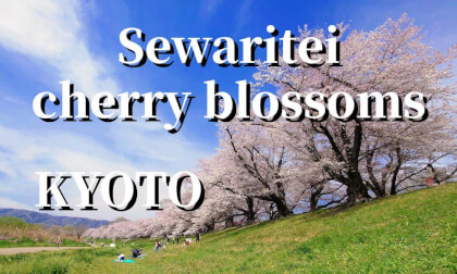 Kyoto: Cherry blossoms at Sewaritei (fixed-point photography), JAPAN
