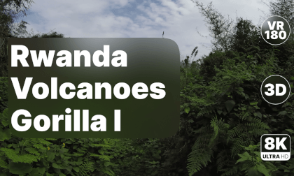 Rwanda Volcanoes National Park - Gorilla Walk Part I 8K 180 3D