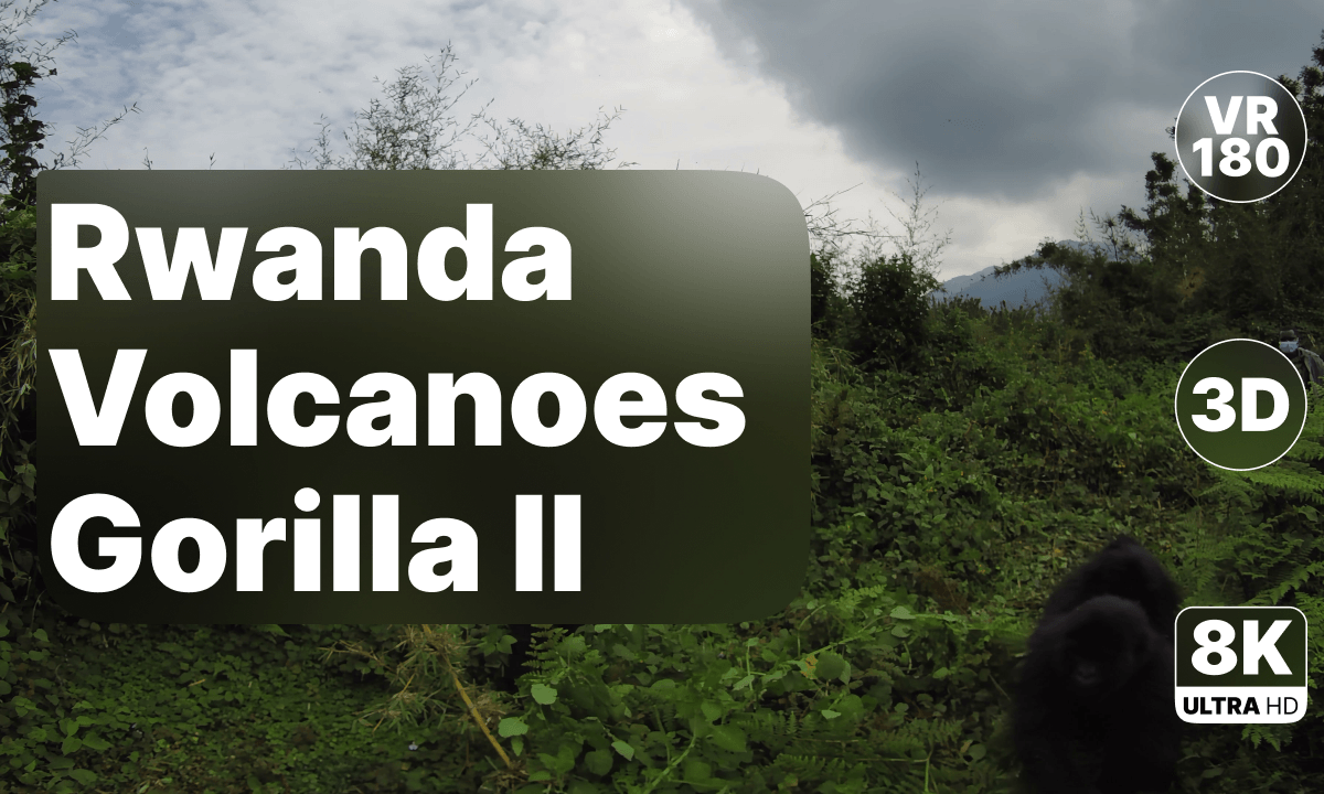 Rwanda Volcanoes National Park - Gorilla Walk Part II 8K 180 3D