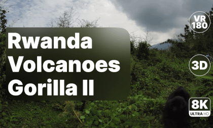 Rwanda Volcanoes National Park - Gorilla Walk Part II 8K 180 3D