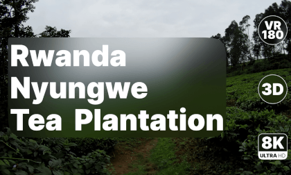 Rwanda Nyungwe - Tea Plantation Walk 8K 180 3D
