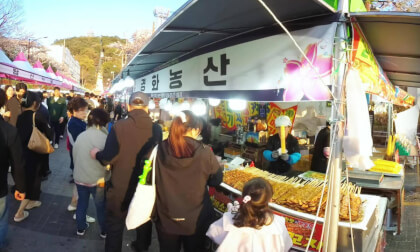 Jinhae Cherry Blossom Festival_2 (20260405)