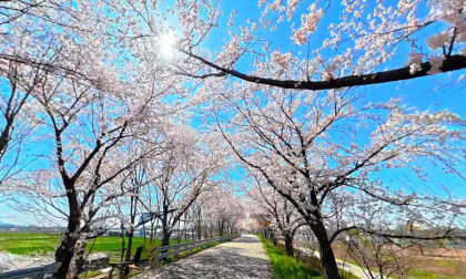 전주 만경강 벚꽃 라이딩 Cherry Blossom Road Riding