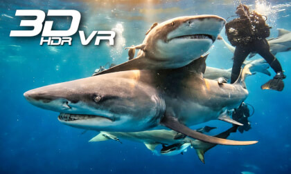 Shark diving in Jupiter Florida - HDR Remastered