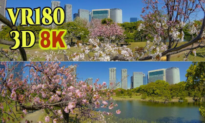 Cherry blossoms at Hamarikyu Gardens in Tokyo , JAPAN