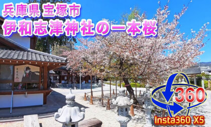 [Insta360 X5] Cherry Blossoms of 2026!! A Single Cherry Tree at Iwashizu Shrine, Takarazuka City, Hyogo Prefecture, April 8, 2026